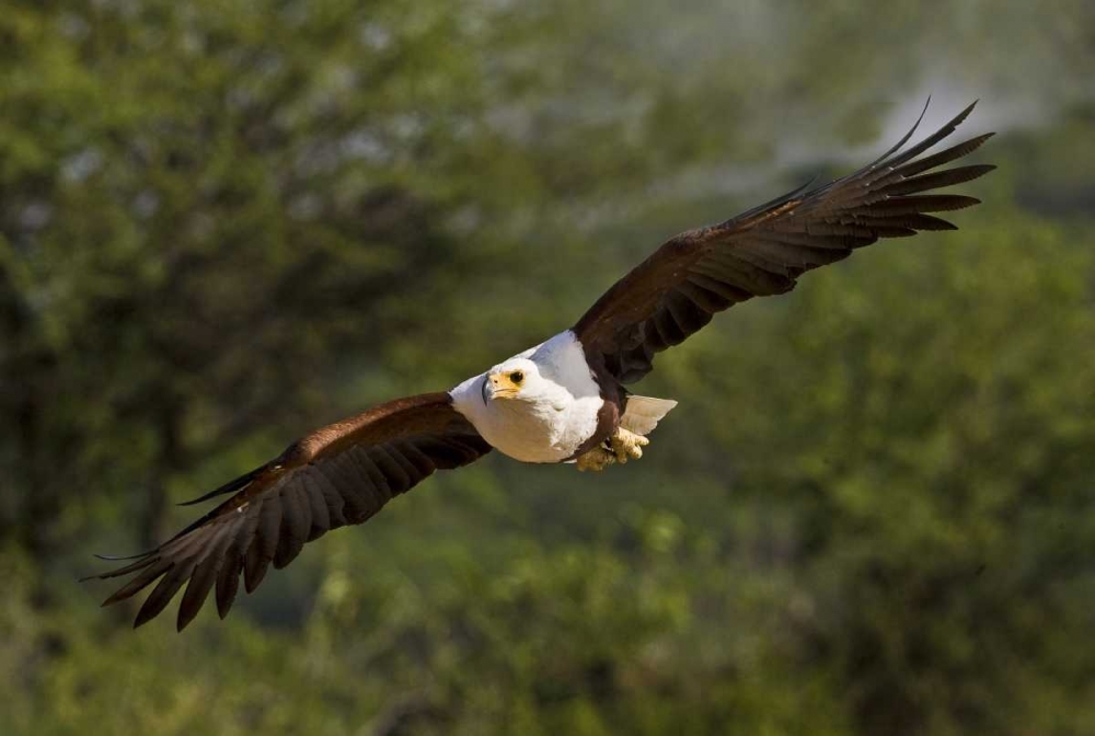 Kenya Fish eagle in flight